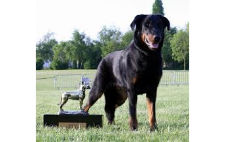 Green II de la Noé d'Orient Champion de France de beauté