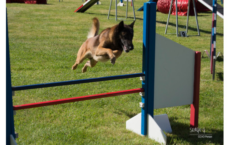 Concours Agility 2016 : Photos en ligne
