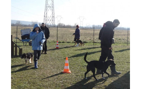 L'Ecole du Chiot et les Cours d'Education 