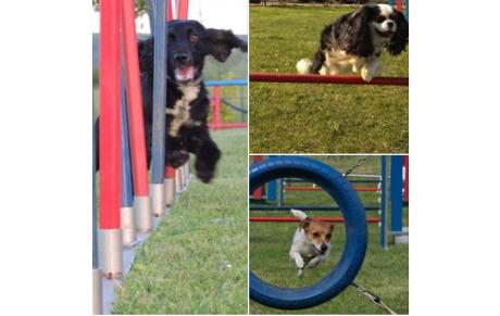 Concours photos Agility