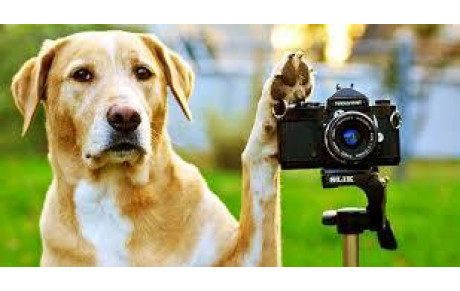 Concours photos Agility 2018