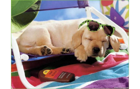 Coupure estivale 2019